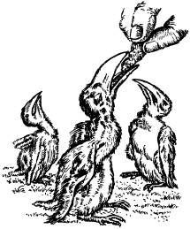 Поймайте мне колобуса (с иллюстрациями) - pic17.jpg