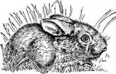 Поймайте мне колобуса (с иллюстрациями) - pic28.jpg