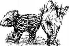 Поймайте мне колобуса (с иллюстрациями) - pic3.jpg