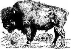 Поймайте мне колобуса (с иллюстрациями) - pic30.jpg