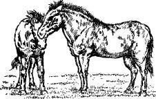 Поймайте мне колобуса (с иллюстрациями) - pic31.jpg