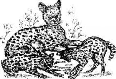 Поймайте мне колобуса (с иллюстрациями) - pic9.jpg