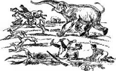 Рози – моя родня (с иллюстрациями) - pic12.jpg