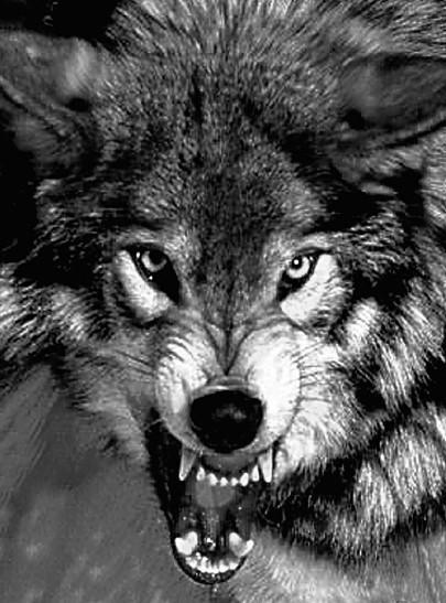 Проклятое золото храмовников - i_001.jpg