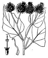 Школа выживания. Как избежать голодной смерти - i_013.jpg