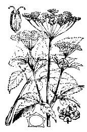 Школа выживания. Как избежать голодной смерти - i_018.jpg