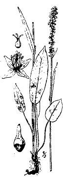 Школа выживания. Как избежать голодной смерти - i_025.jpg