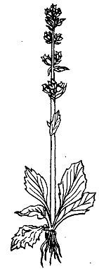 Школа выживания. Как избежать голодной смерти - i_026.jpg