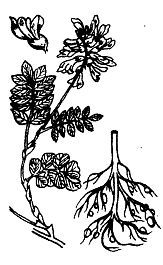 Школа выживания. Как избежать голодной смерти - i_028.jpg