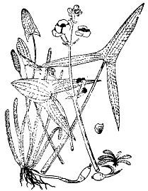 Школа выживания. Как избежать голодной смерти - i_034.jpg