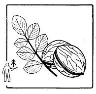 Школа выживания. Как избежать голодной смерти - i_038.jpg