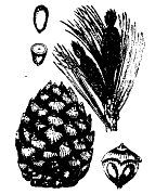 Школа выживания. Как избежать голодной смерти - i_041.jpg