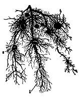 Школа выживания. Как избежать голодной смерти - i_049.jpg