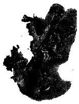 Школа выживания. Как избежать голодной смерти - i_050.jpg