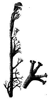 Школа выживания. Как избежать голодной смерти - i_052.jpg