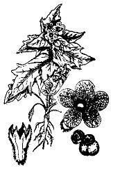 Школа выживания. Как избежать голодной смерти - i_087.jpg