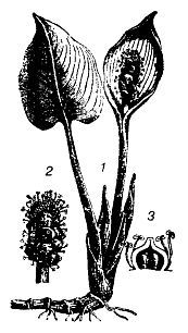 Школа выживания. Как избежать голодной смерти - i_089.jpg