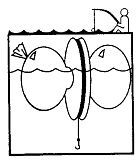 Школа выживания. Как избежать голодной смерти - i_153.jpg