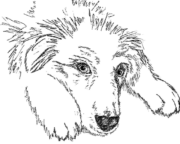 Мой кот и пес. «Они живут как Сара Бернар, а я сама – как собака» - i_004.jpg