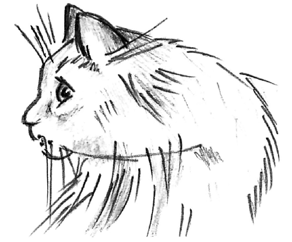 Мой кот и пес. «Они живут как Сара Бернар, а я сама – как собака» - i_006.jpg