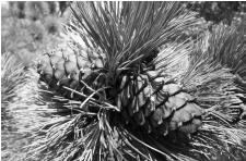 По Байкалу - i_041.jpg