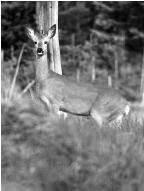 По Байкалу - i_098.jpg