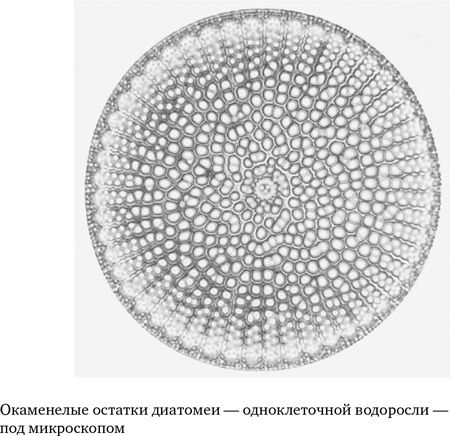 Анатомия преступления: Что могут рассказать насекомые, отпечатки пальцев и ДНК - i_006.jpg