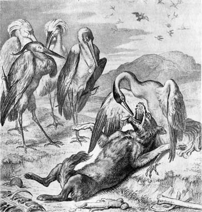 Рейнеке-лис - i_012.jpg