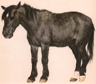 О чем говорили лошади, хомяки и куры - i_006.jpg