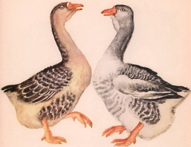 О чем говорили лошади, хомяки и куры - i_007.jpg