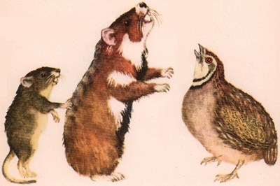 О чем говорили лошади, хомяки и куры - i_010.jpg