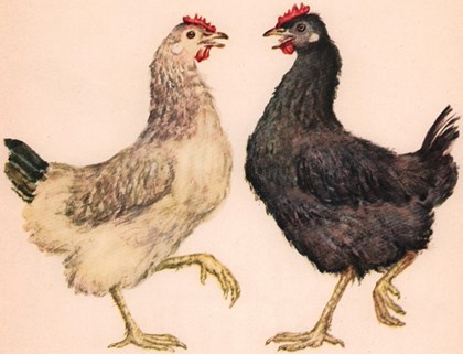 О чем говорили лошади, хомяки и куры - i_012.jpg