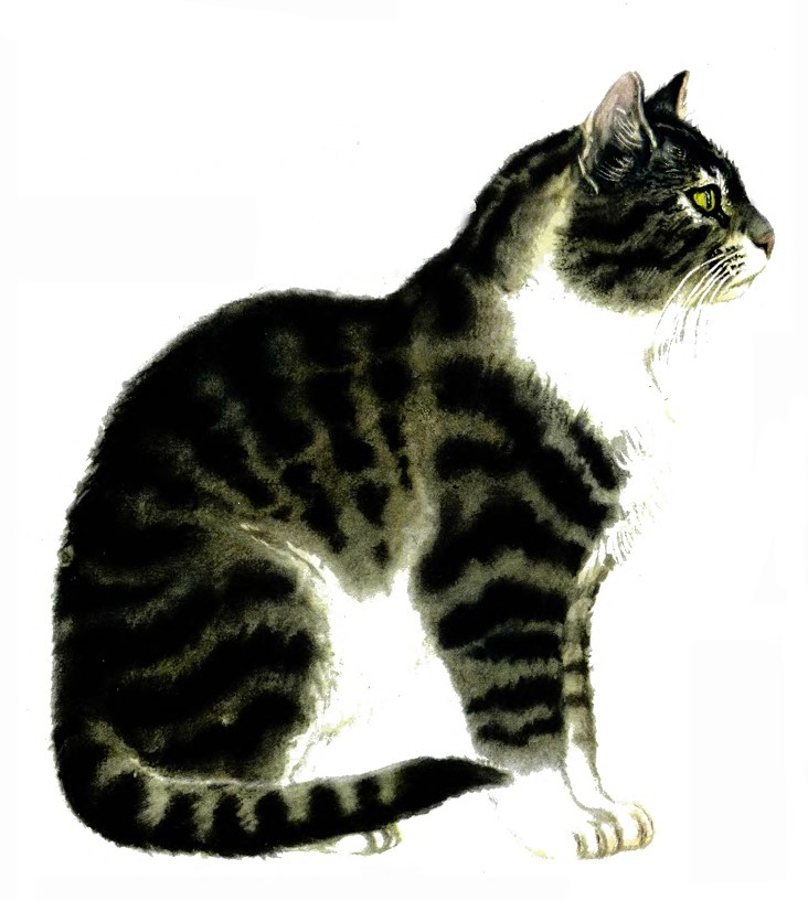 Усатый полосатый - i_018.jpg