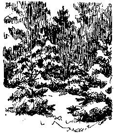 Золото (илл. Р. Гершаника) - pic_33.png