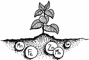 Все об уходе за миниатюрным деревом - _78.png