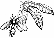 Все об уходе за миниатюрным деревом - _81.png