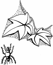 Все об уходе за миниатюрным деревом - _83.png