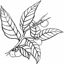 Выращивание миниатюрных деревьев из семян - _92.png