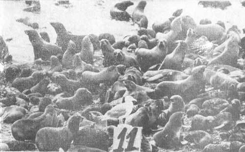 Тихоокеанские румбы - photo2.jpg