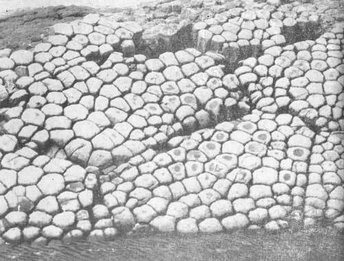 Тихоокеанские румбы - photo20.jpg