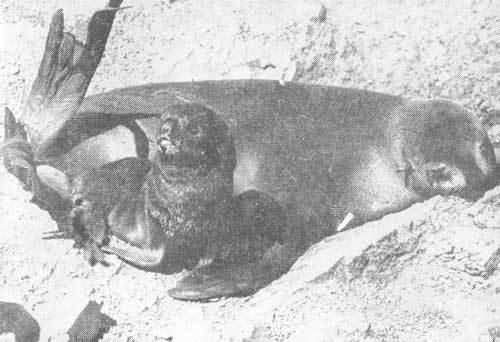 Тихоокеанские румбы - photo4.jpg