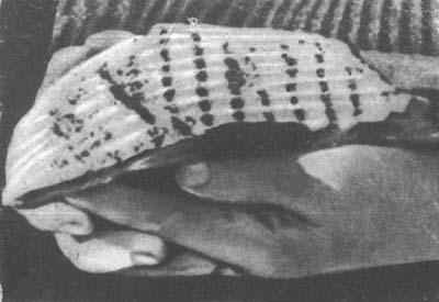 Звездные пришельцы - zpfot01_.jpg