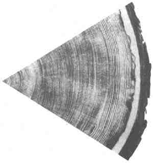 Звездные пришельцы - zpfot23_.jpg