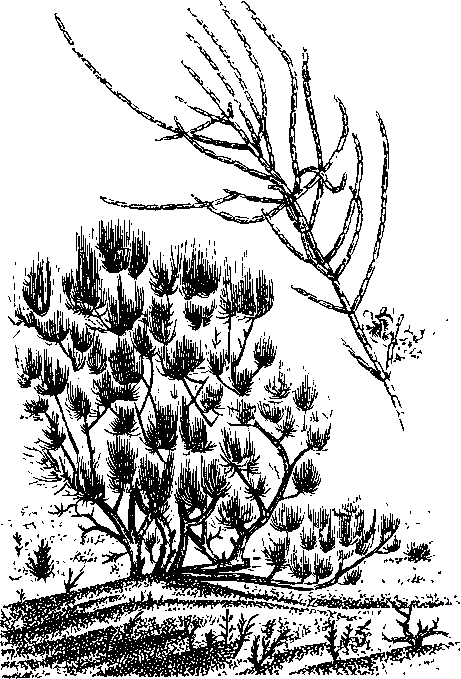 Григорий Николаевич Потанин. Жизнь и деятельность - i_009.png