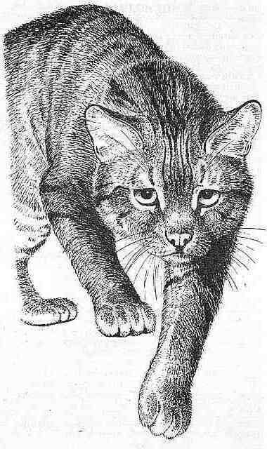 Полосатый Эргени (сборник) - _13.jpg