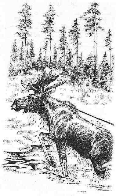 Полосатый Эргени (сборник) - _22.jpg