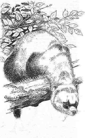 Полосатый Эргени (сборник) - _23.jpg