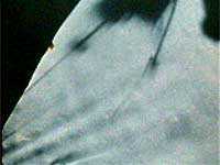 Лунная афера США - i_87.jpg