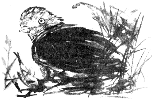 Томек в Гран-Чако - pic10.png