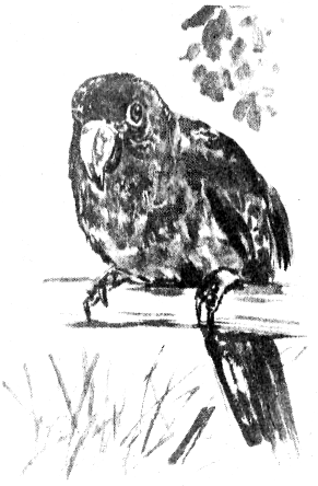 Томек в Гран-Чако - pic11.png